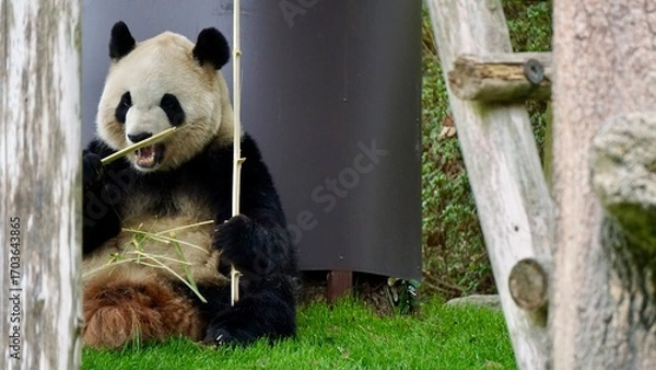 Obraz Closeup of a Giant panda eating bamboo