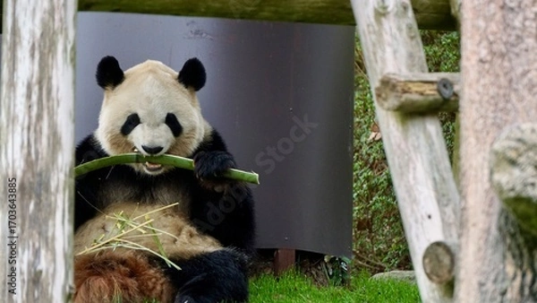 Obraz Closeup of a Giant panda eating bamboo