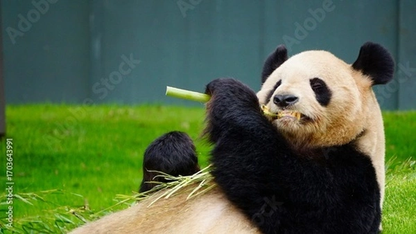 Obraz Closeup of a Giant panda eating bamboo while lying down