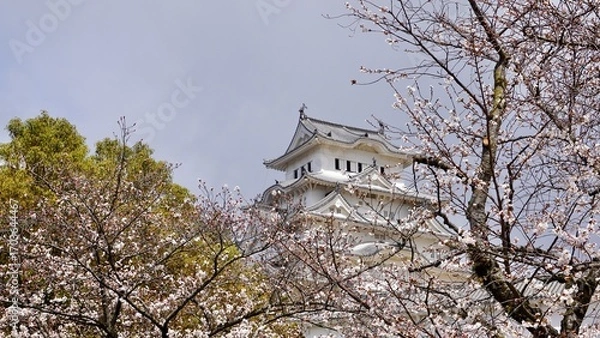 Obraz View of Himeji castle from behind cherry blossom blooms
