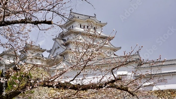 Obraz View of Himeji castle from behind cherry blossom blooms