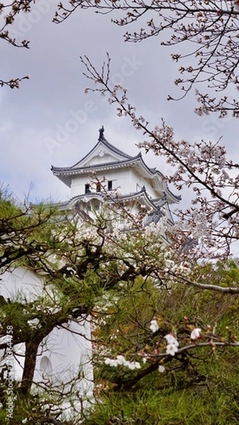 Obraz View of Himeji castle from behind cherry blossom blooms