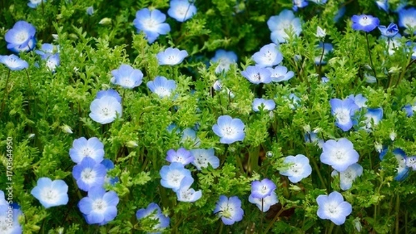 Obraz small baby blue flowers in a field of green leaves