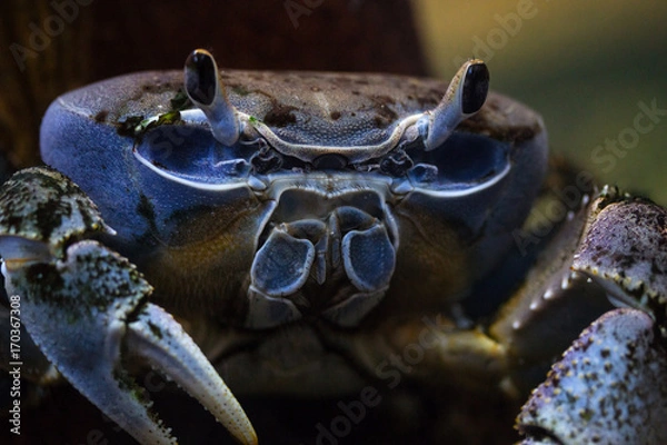 Obraz Niebieski krab w morzu