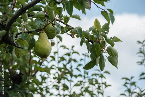 Fototapeta Pear on Tree