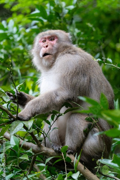 Fototapeta 京都・嵐山エリアの野生のサル