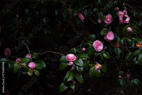 Fototapeta 綺麗に咲く椿