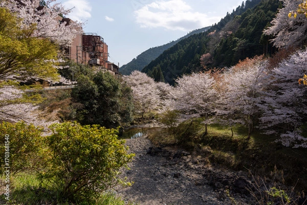 Fototapeta 日本の春を彩る桜の花