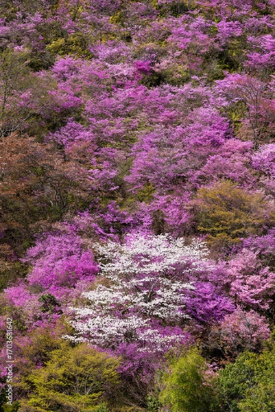 Fototapeta シャクナゲが咲く山に数本たたずむ桜の木