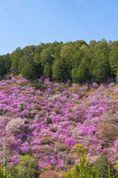 Fototapeta シャクナゲが咲く山に数本たたずむ桜の木