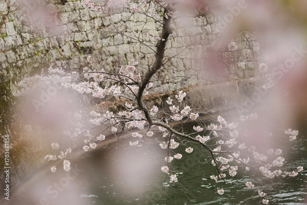 Fototapeta 日本の春を彩る桜の花