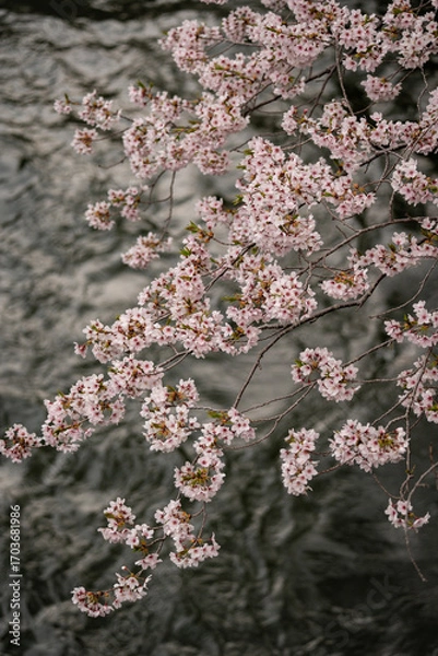 Fototapeta 日本の春を彩る桜の花