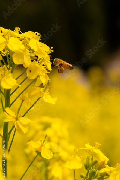 Fototapeta ミツバチと菜の花