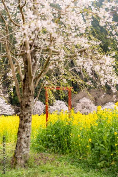 Fototapeta 京都・大原の土井志ば漬け本舗の菜の花畑