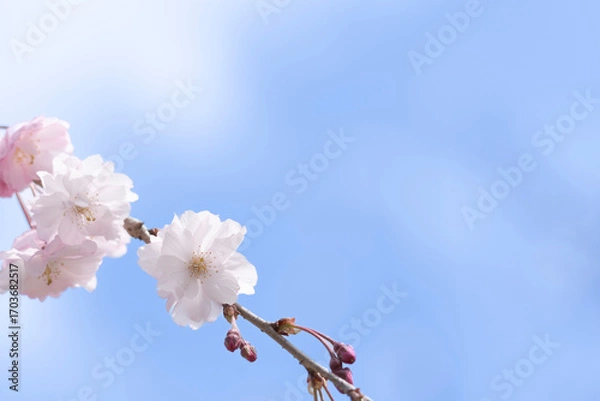 Fototapeta 日本の春を彩る桜の花