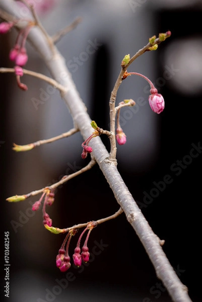 Fototapeta 扇ザクラの蕾と開花