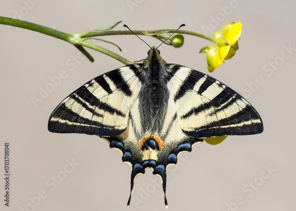 Obraz Close-up footage of swallowtail butterfly landing on flower.