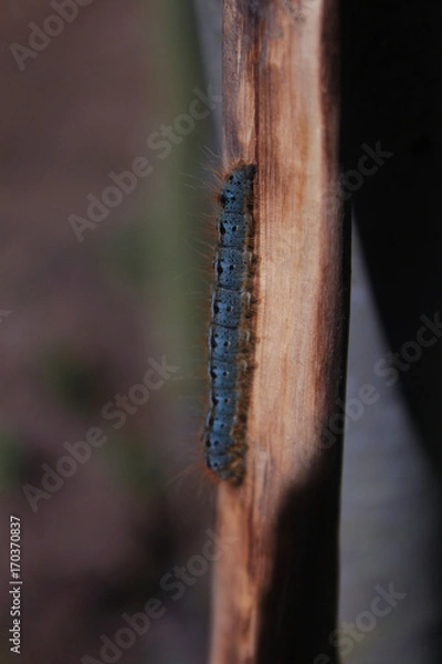 Obraz Caterpillar on Stick