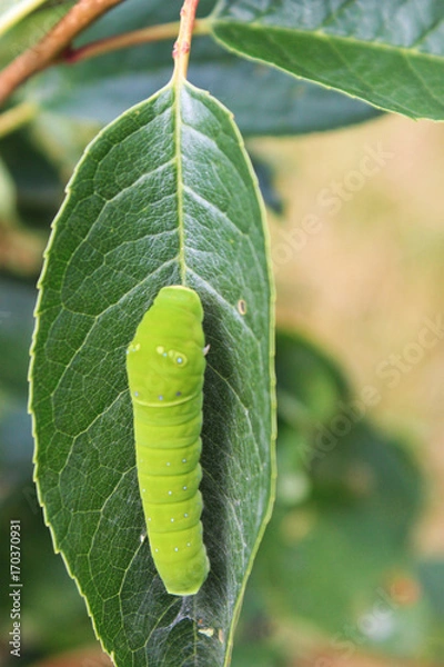 Obraz Monarch Caterpillar