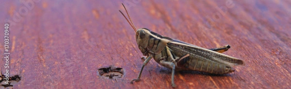 Obraz Grasshopper