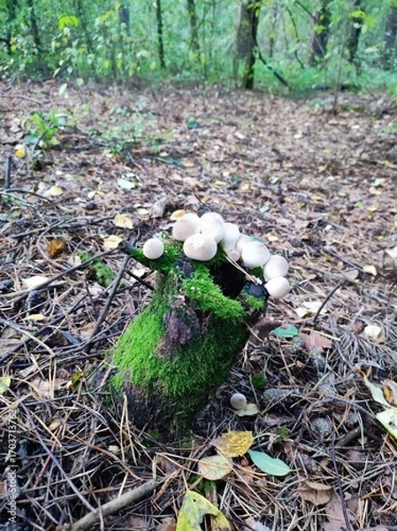 Fototapeta Fungi growing on mossy stump in a tranquil forest setting  