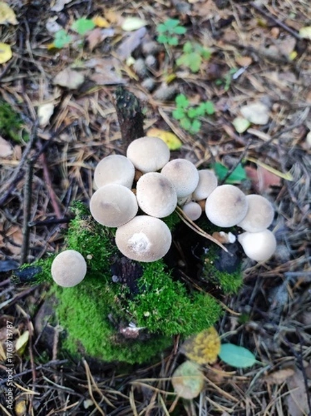 Fototapeta Cluster of mushrooms growing on mossy log in a forest  