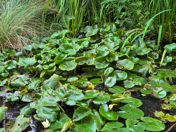 Fototapeta Green pond with lily pads and aquatic plants. Natural swamp vegetation with water surface, reeds, and floating leaves. Perfect for ecology, nature, and environmental design projects.