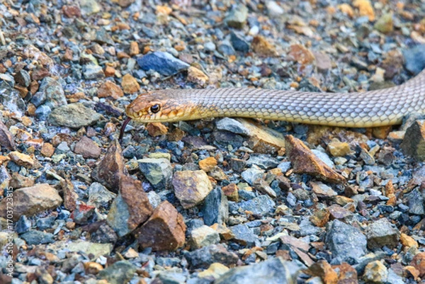 Obraz Close-up image of a Dahl's Whip Snake.