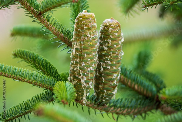 Fototapeta Young pine cone on a natural background. Close-up of a young green pine cone with golden pine cone honey dripping from it.