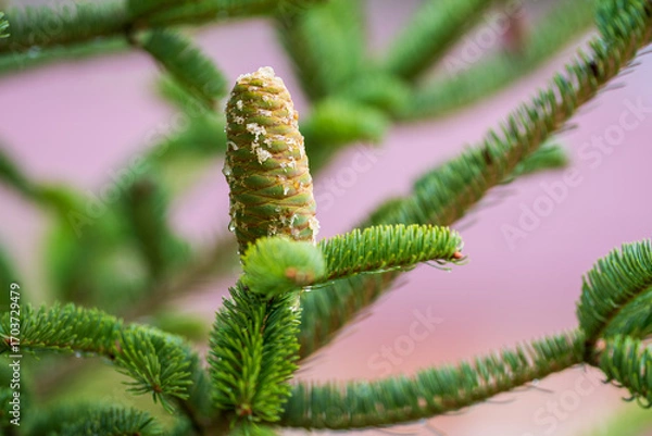 Fototapeta Young pine cone on a natural background. Close-up of a young green pine cone with golden pine cone honey dripping from it.
