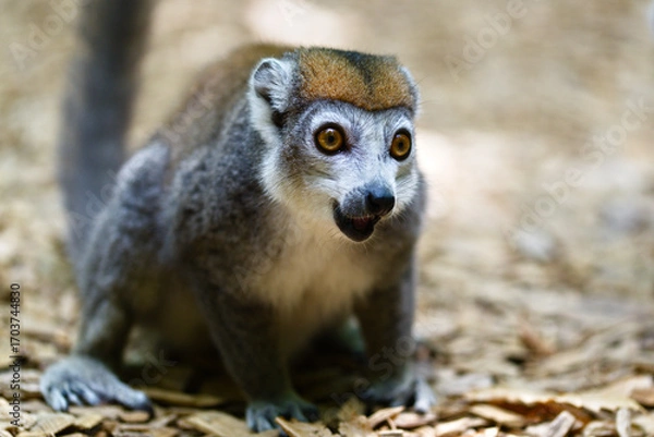 Obraz lemur portrait