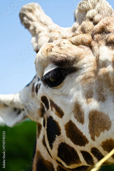 Obraz giraffe portrait