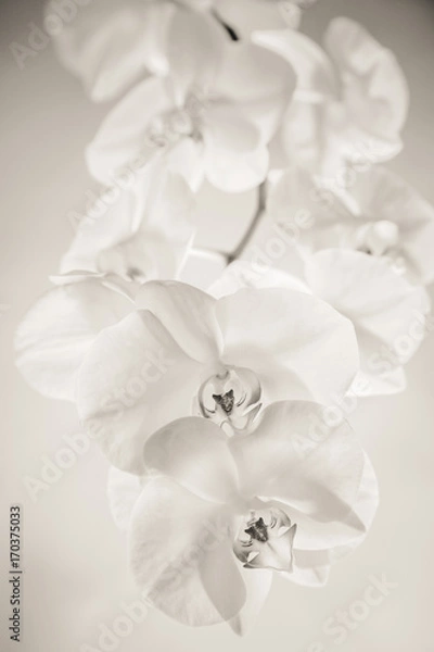 Obraz White orchid on white background