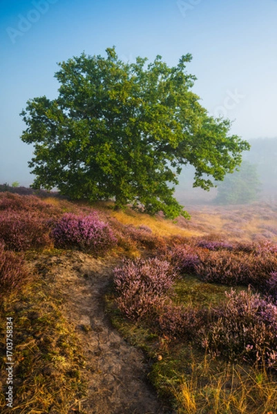 Fototapeta A beautiful sunrise on the Westruper Heide in Haltern am See, Germany. Purple heather and green trees. Morning fog in the background.. Vertical view