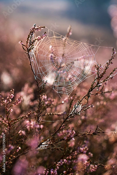 Fototapeta A beautiful sunrise on the heath. Cobwebs on the heather flowers in the sunlight.