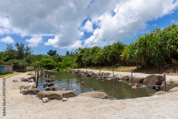 Obraz 由布島の景色、沖縄、8月