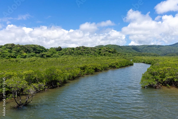 Obraz 西表島の汽水域とマングローブ林