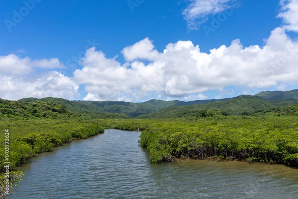 Obraz 西表島の汽水域とマングローブ林