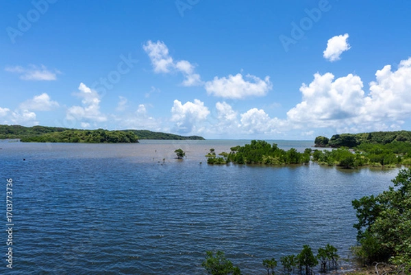 Obraz 西表島の汽水域とマングローブ林