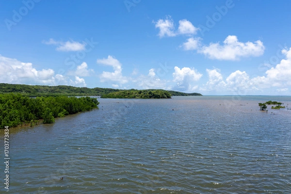 Obraz 西表島の汽水域とマングローブ林