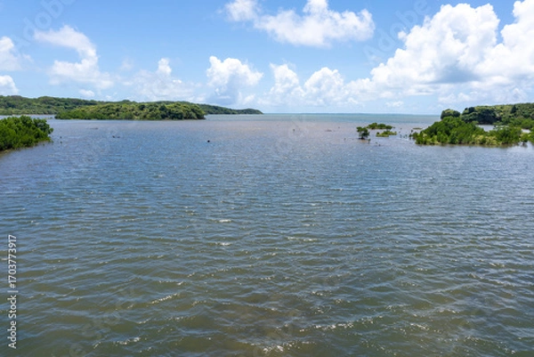 Obraz 西表島の汽水域とマングローブ林