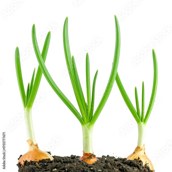 Fototapeta Trio of Onions: The image captures three onions, each with vibrant green shoots emerging from its bulb. These young plants stand upright, showcasing nature's fresh start.
