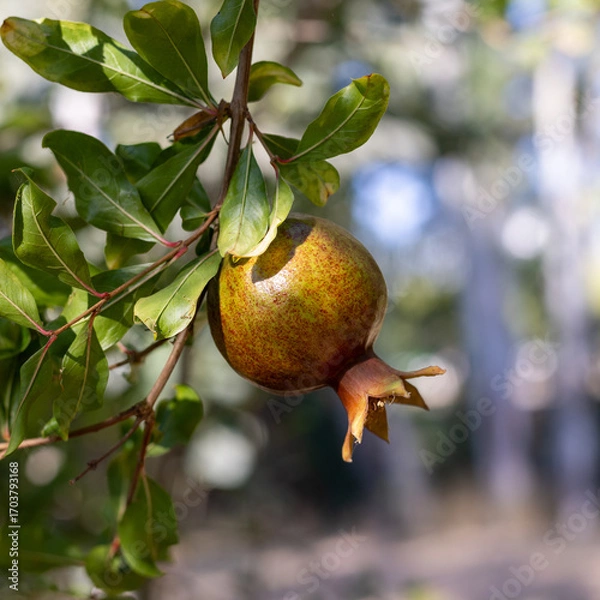 Obraz pomegranate on tree