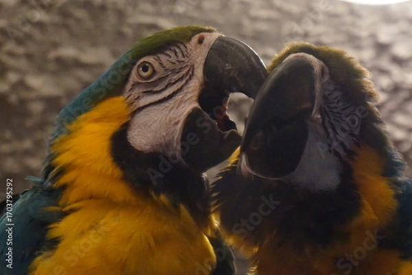 Obraz ARA, PAPUGA, PAPUGI, PTAK