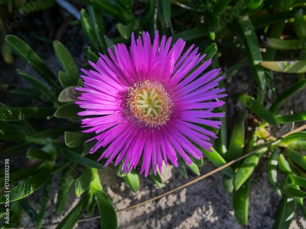 Fototapeta A pink Hottentots fig, ice plant or sour fig flower is a large, daisy-like blossom from the Carpobrotus edulis succulent, with yellow anthers is  native to South Africa.