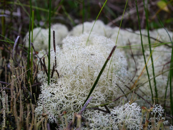 Fototapeta Side view and close up of white coloured reindeer lichen, genus Cladonia, growing between grass twigs