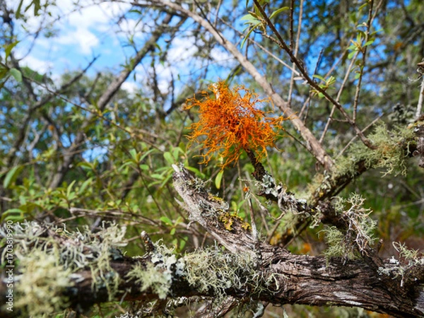 Fototapeta Golden-eye lichen - Teloschistes chrysophthalmus -  grows on small branches and twigs in open, sunny coastal habitats.  Background blurred or out of focus