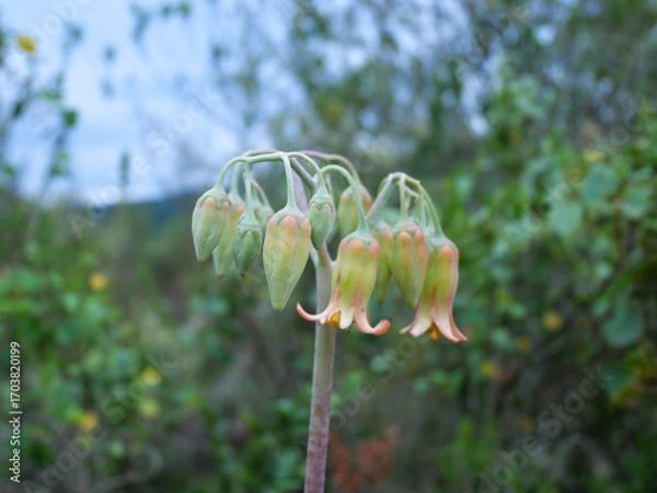 Fototapeta The flower bud of the round-leaved navel wort - Cotyledon orbiculata - a small, bell-shaped, red-orange or yellow flower, attracting pollinators like sunbirds. Background blurred or out of focus