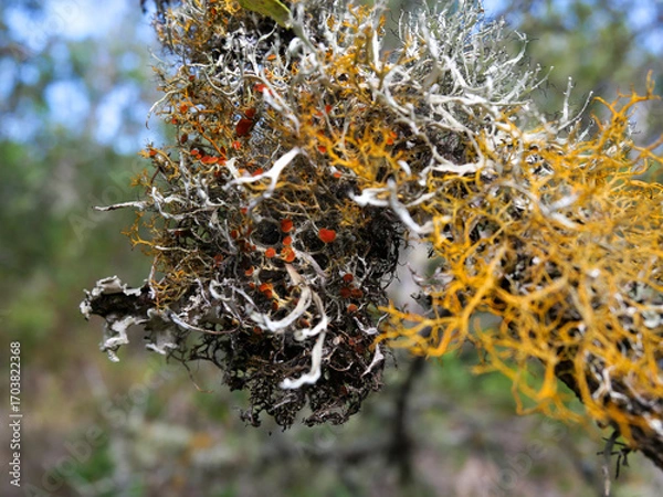 Fototapeta Close-up of golden-eye lichen - Teloschistes chrysophthalmus is growing on small branches and twigs in open, sunny coastal habitats.  Background blurred or out of focus