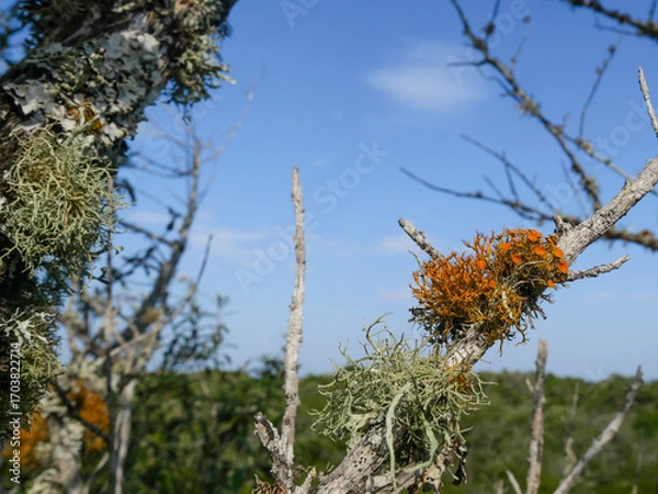 Fototapeta Close-up of golden-eye lichen - Teloschistes chrysophthalmus - growing on small branches and twigs in open, sunny coastal habitats.  Background blurred or out of focus
